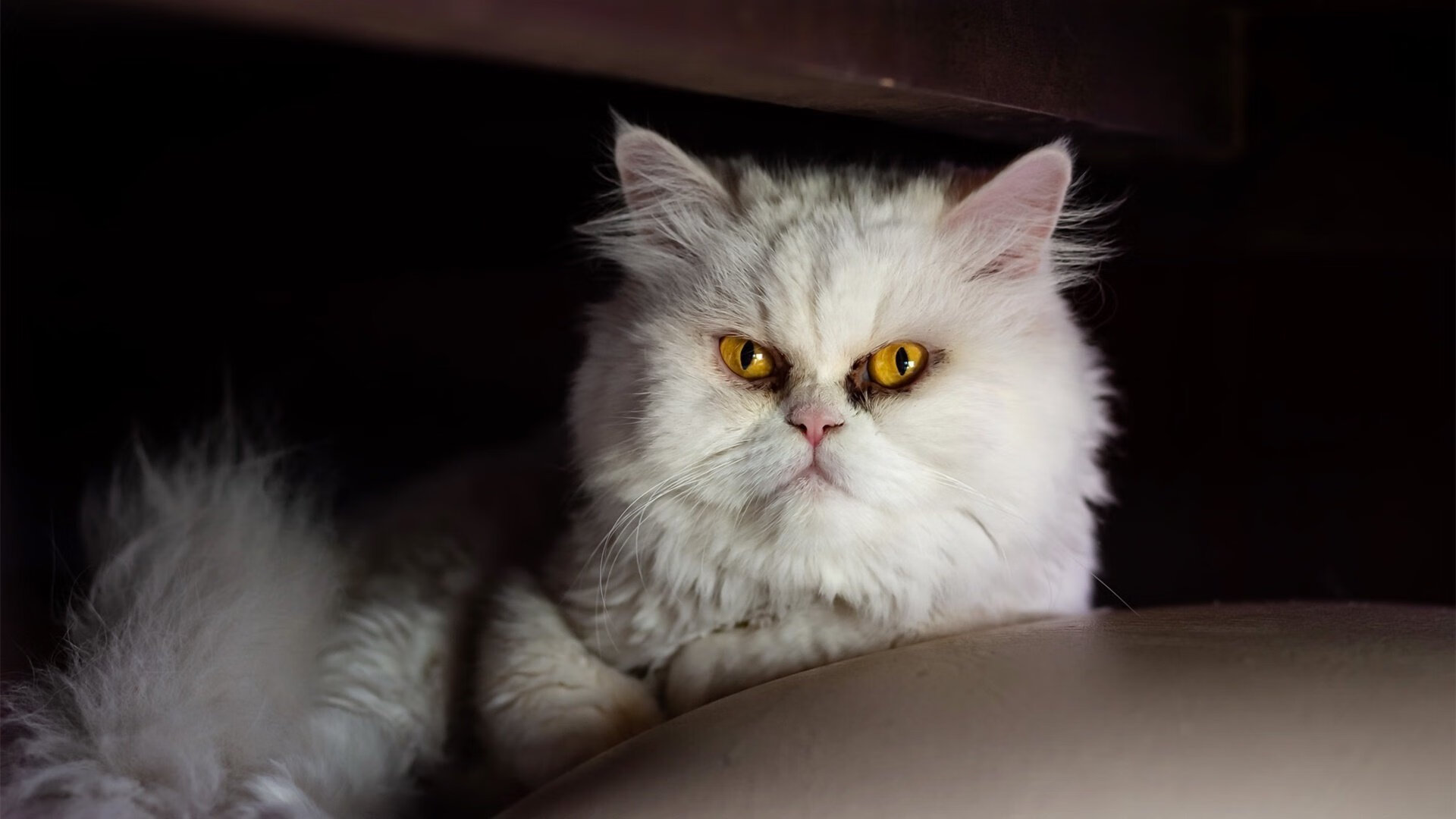 当俱乐部碾碎国家队，切尔西巴西内战与亚洲之王的逆袭