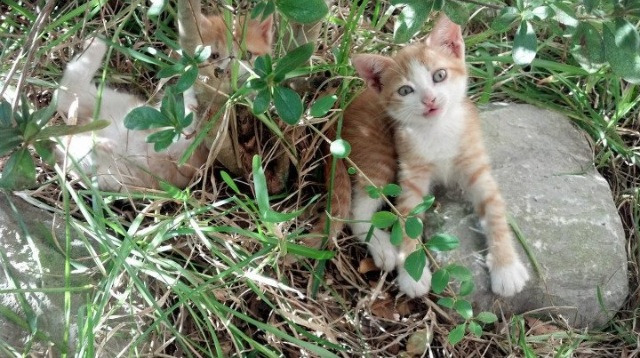 唯一性，梁靖崑的肩膀与瑞典队的黎明