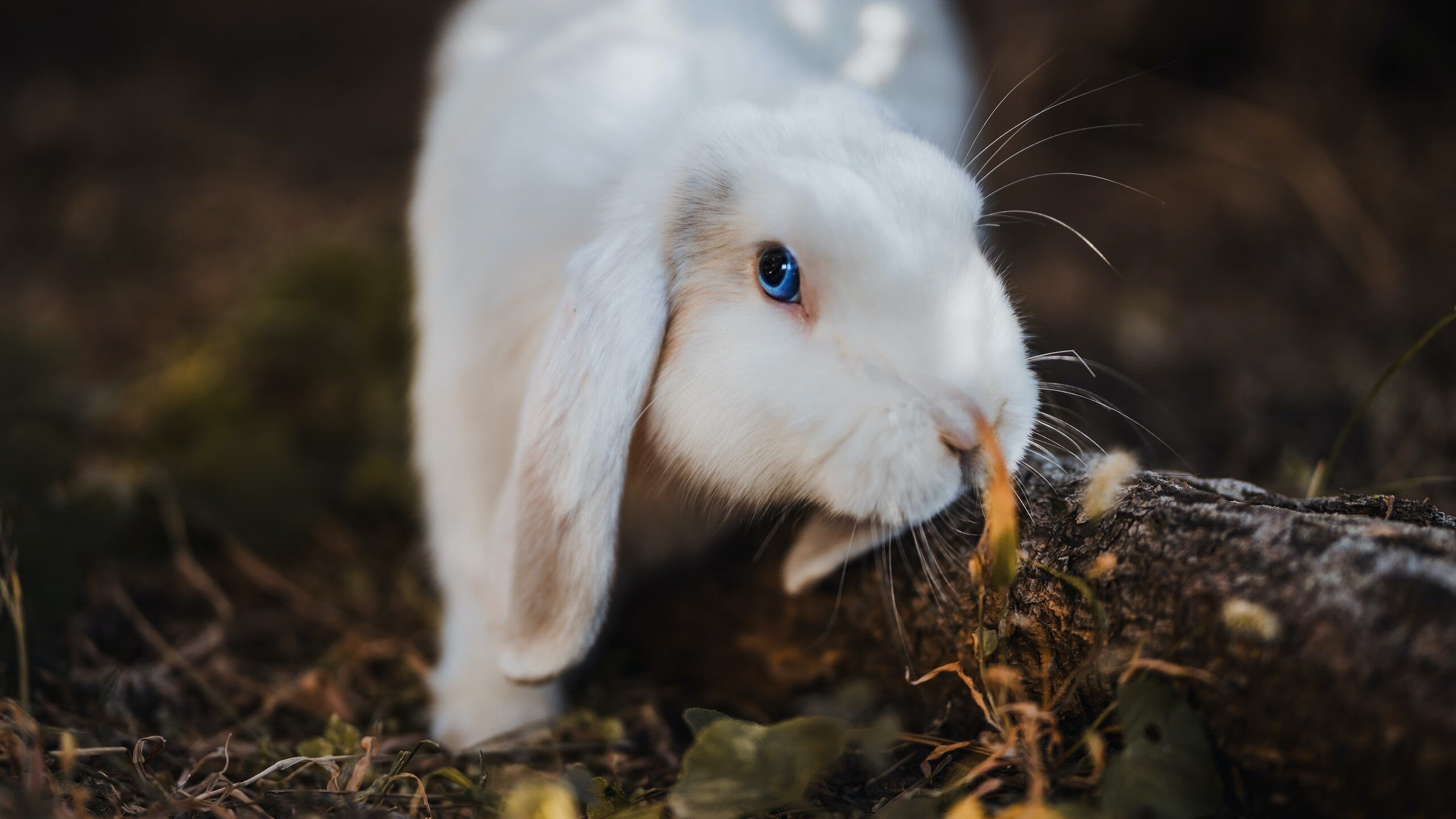 美网绝杀联合杯铸就历史，梅德韦杰夫钢铁之躯刷新纪录的震撼启示