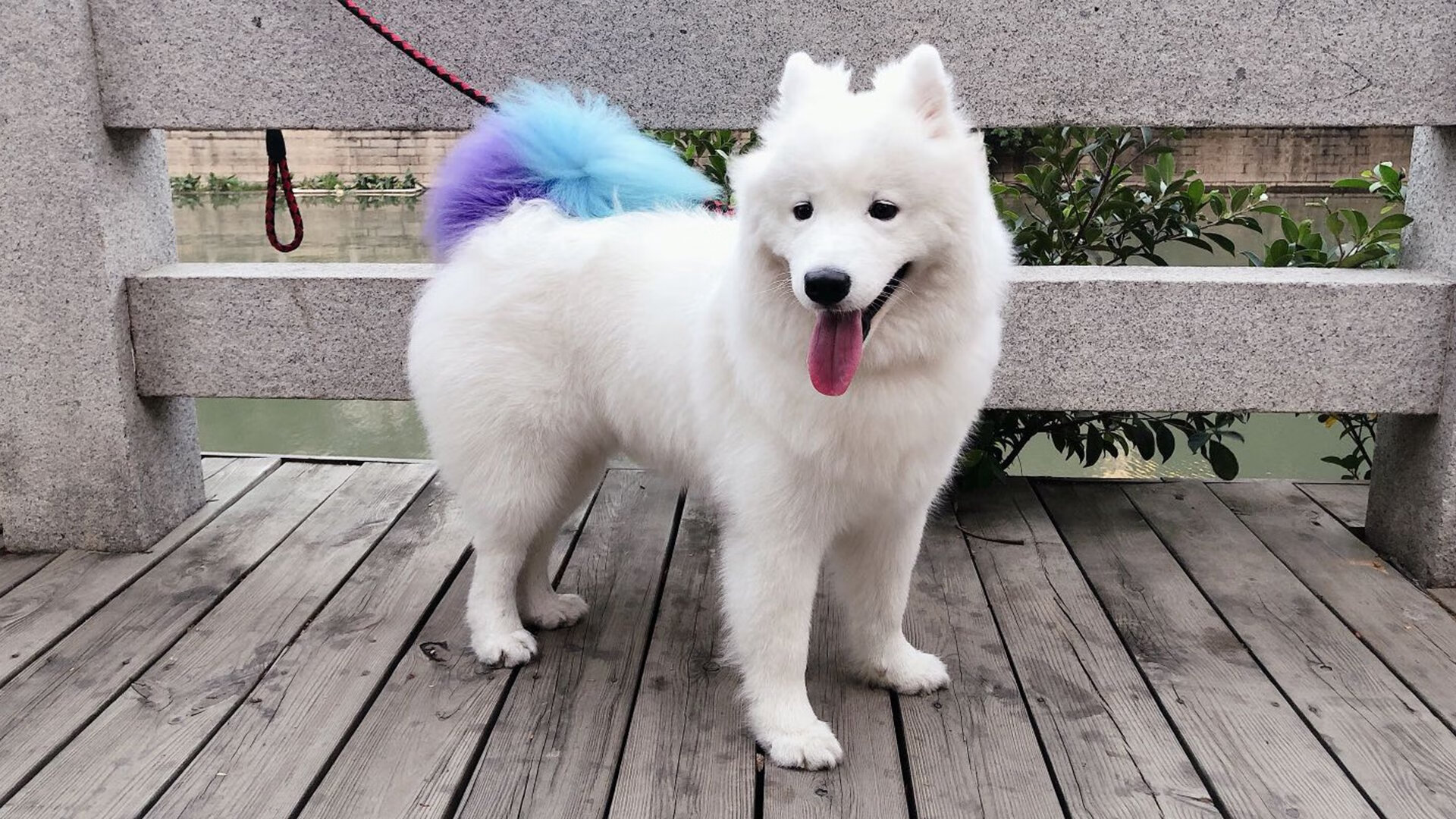 篮坛地震,安哥拉碾压巴黎,孔德让对手教练完全无解