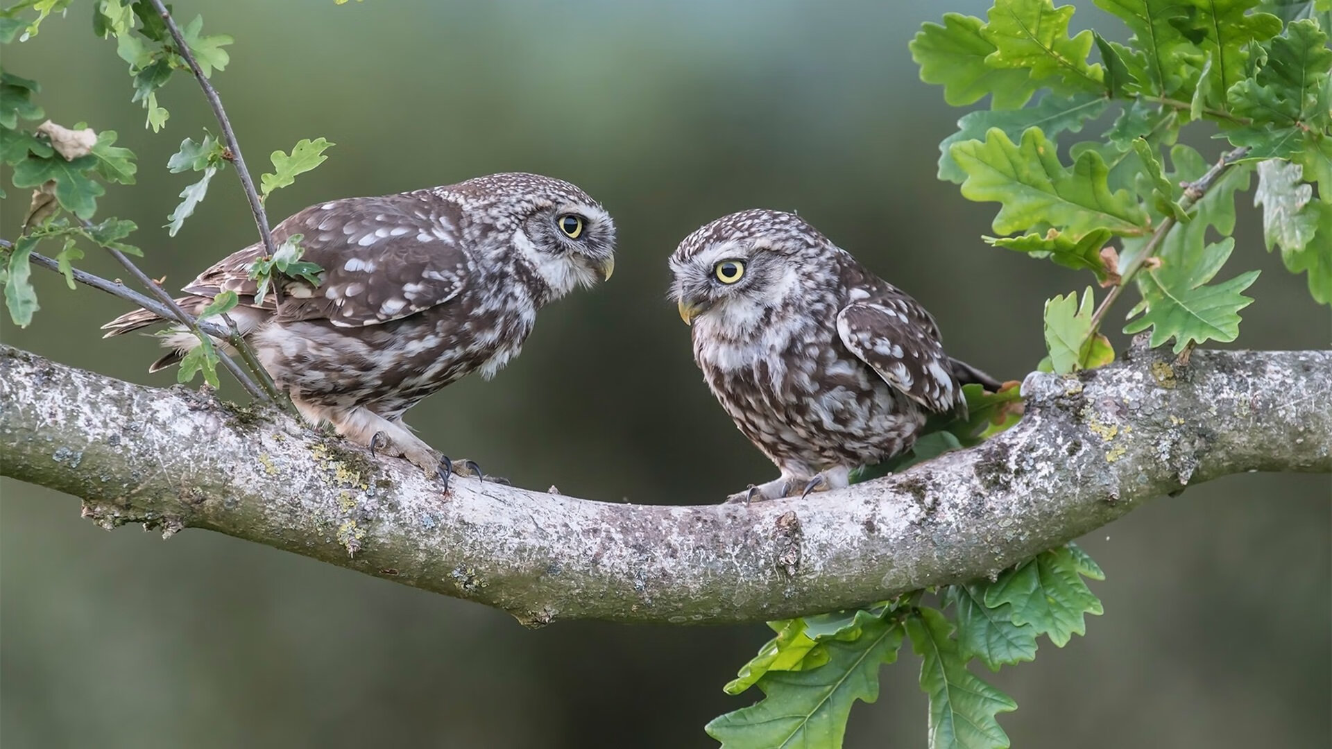 铁血公牛碾压南境烈焰,一场重新定义德甲争冠格局的史诗对决