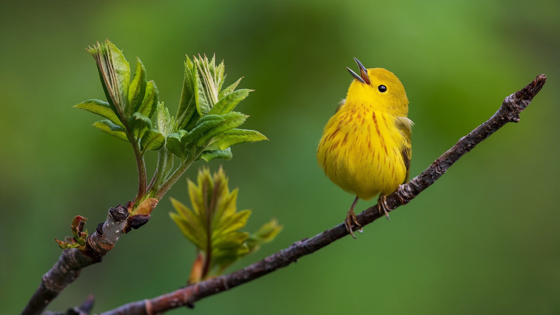 冰封与炬火,当利拉德撕裂凯尔特人精心编织的防线