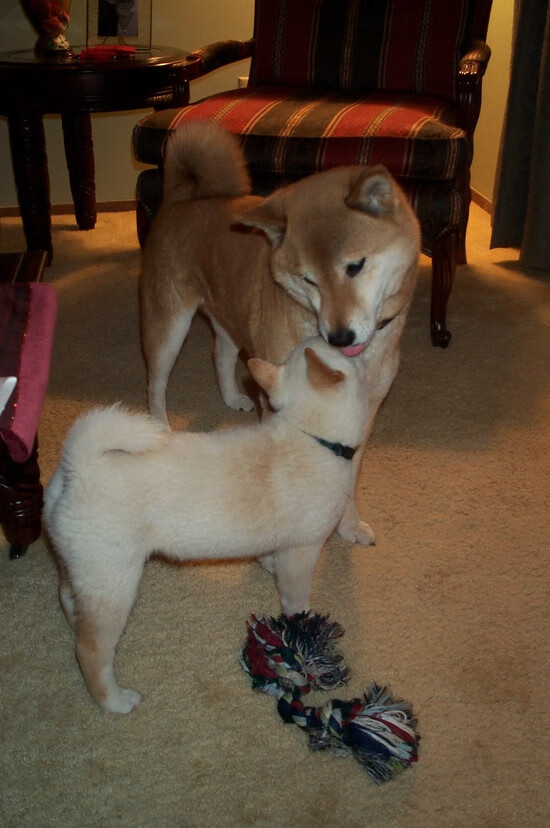 世纪交叉赛，短跑王国的绿茵闪电击穿兵工厂—当牙买加加速成为一种哲学，内马尔的桑巴夜便是答案