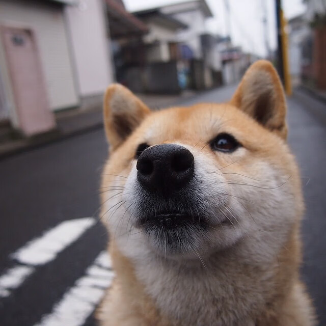 代码如同手术刀，加纳科技军团如何德布劳内式洞穿瑞典数字防线