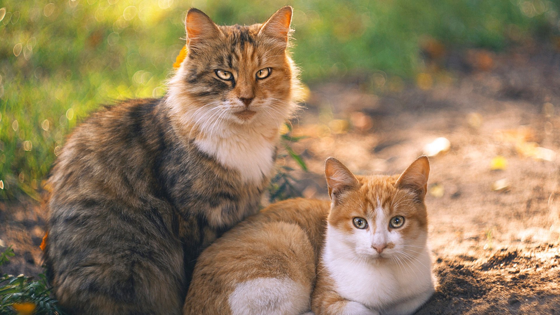 防守艺术巅峰，杰伦格林锁死对手，新疆队跨洋力克骑士