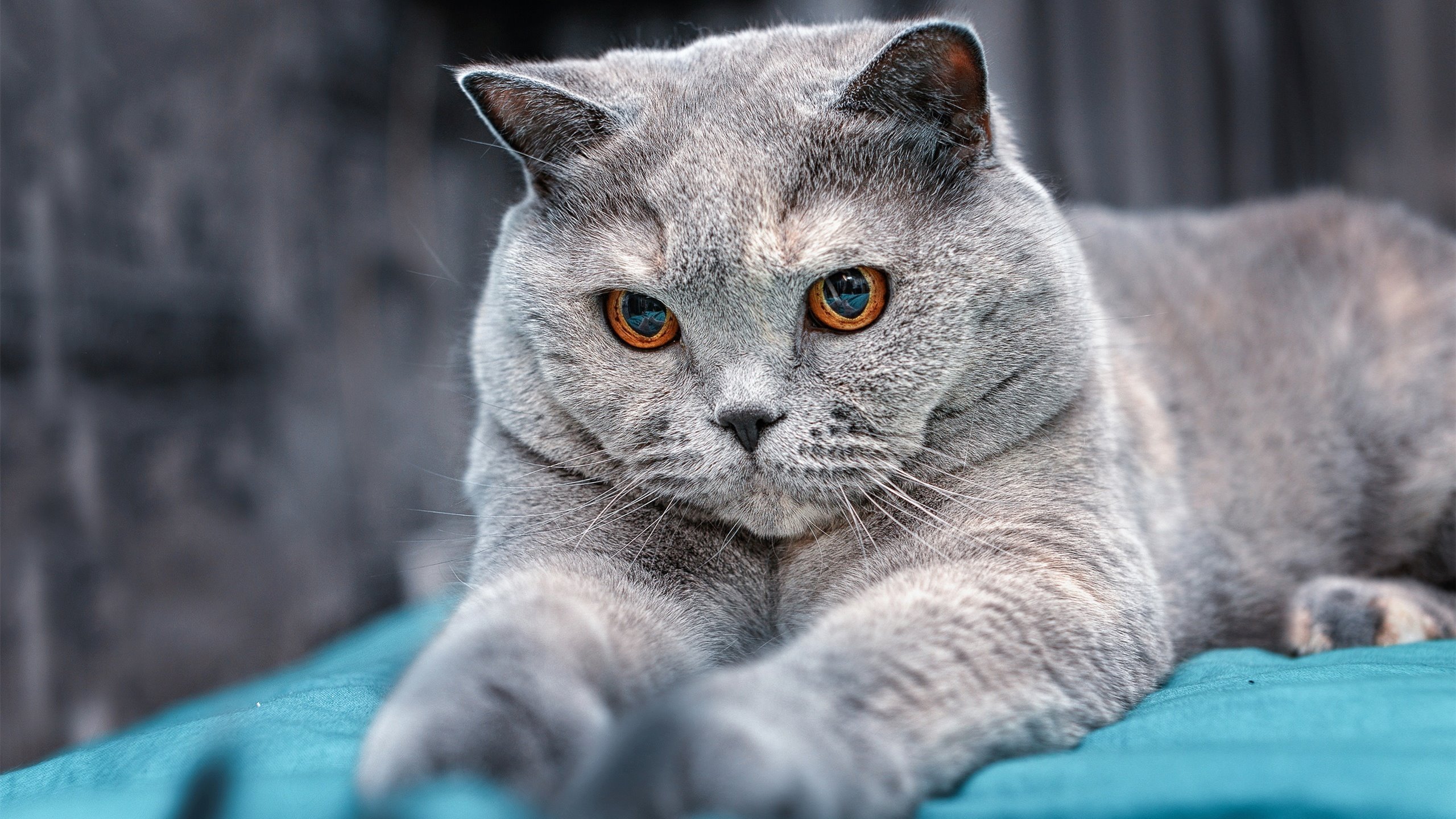 托尼·大场面先生,当克罗地亚战舞遇上加纳战鼓