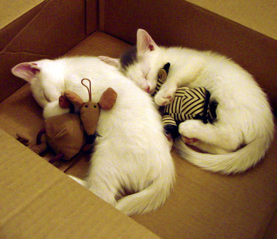 替补奇兵独造三球,加时鏖战!新西兰险胜阿尔及利亚