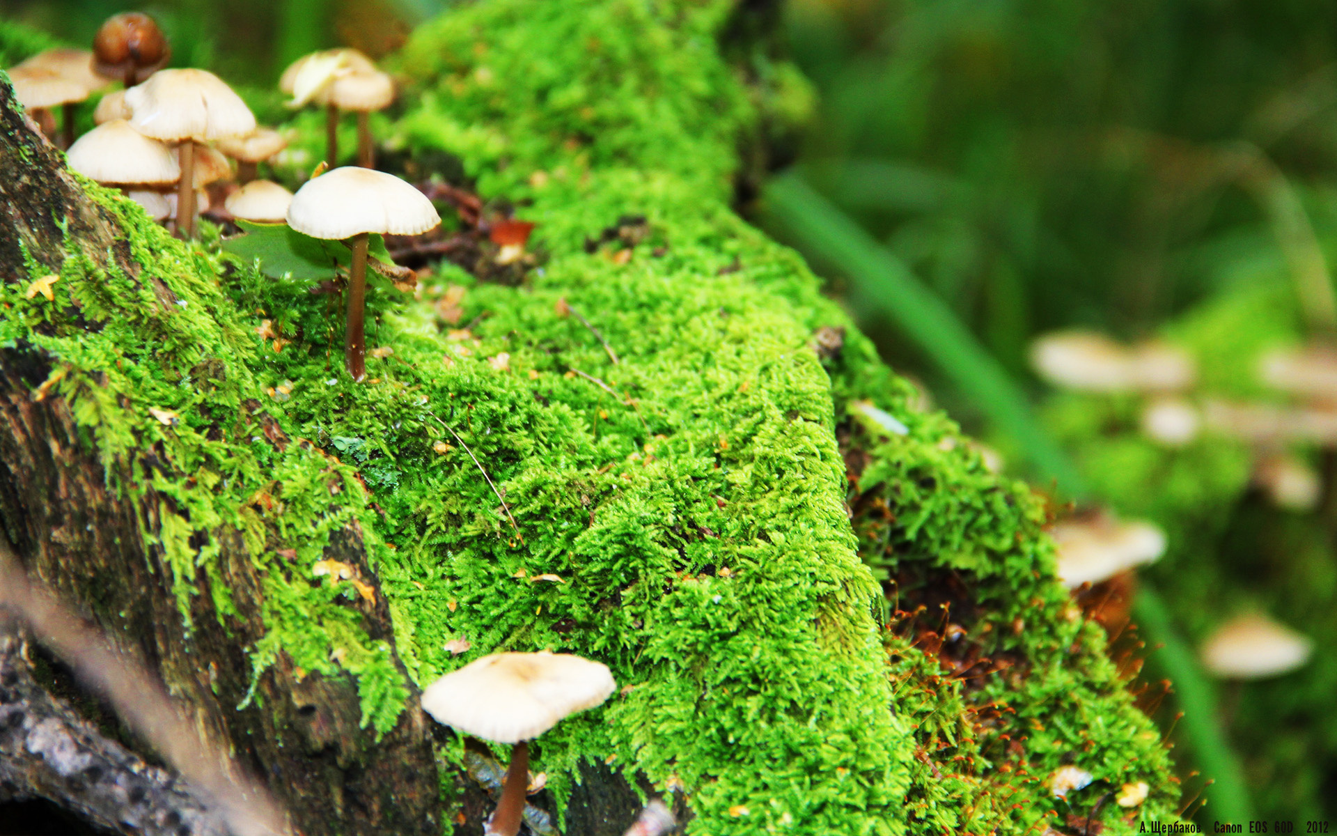 轮上争锋,极速赛道与硬木地板的双线战争