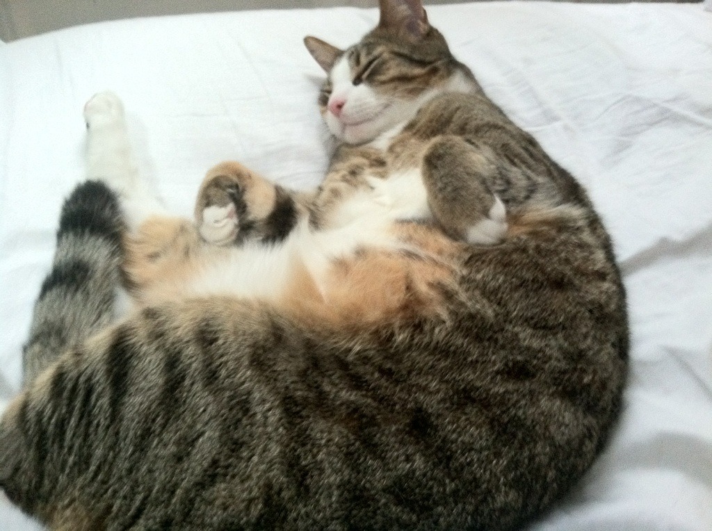 奇迹绝杀！罗德里戈补时救主，曼联惊险攻克波兰堡垒