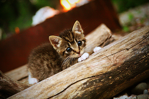 马背上的闪电，当波兰的坚冰冻结罗马的熔岩，维尼修斯刺穿寂静的加时赛