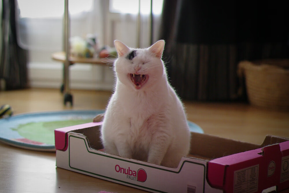 保罗的钥匙，当雄鹿在跨洋对决中解锁深圳队的防守