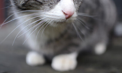 传奇的黄昏？不，是永恒的统治！苏亚雷斯一肩挑落突尼斯与多特蒙德