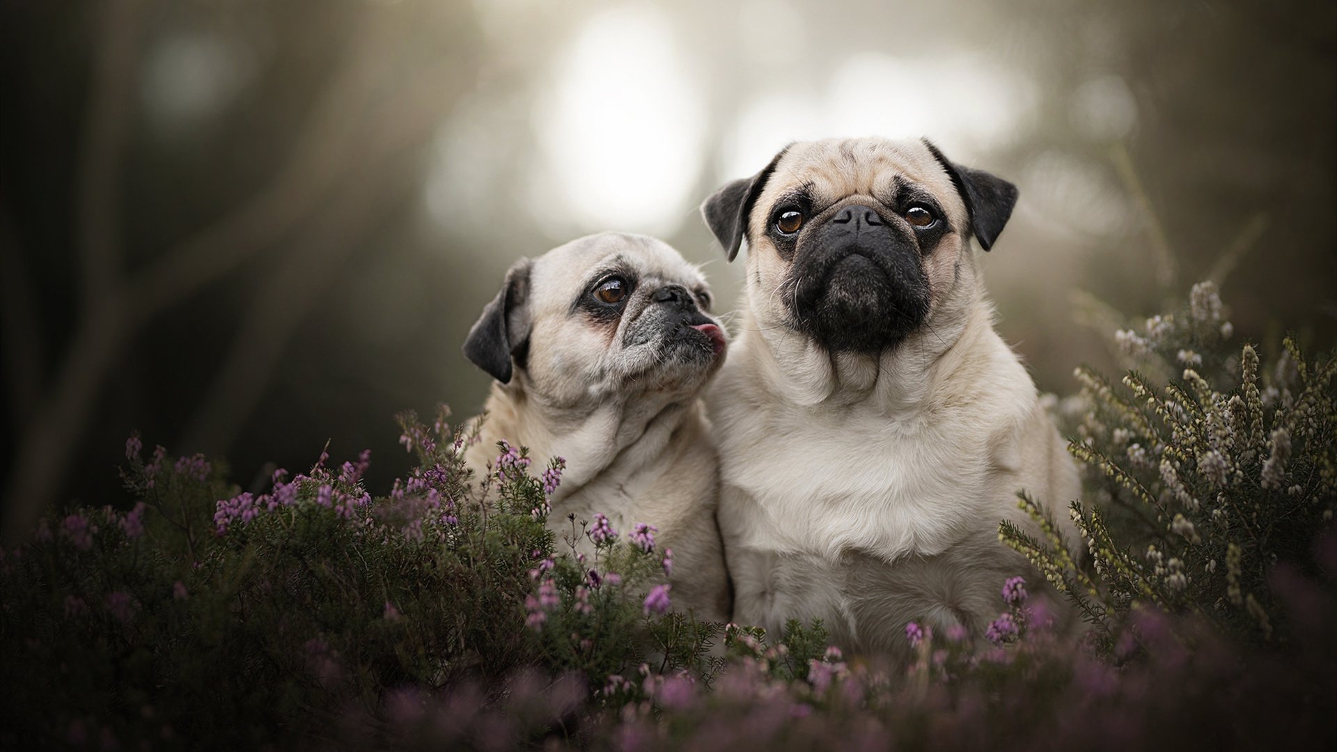 开云体育app-冰与火之歌，雷恩中场魔法师如何用三秒定律冻结维京战吼