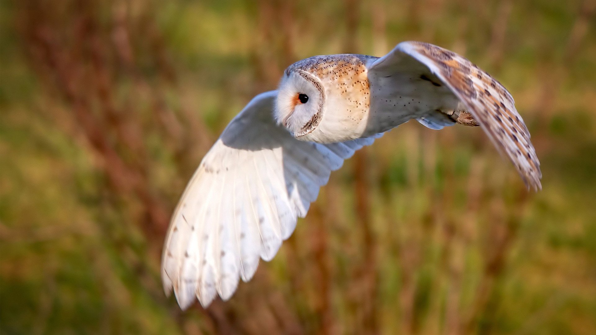 火箭对阵活塞，哈利伯顿是棋盘上唯一的节奏大师，他让篮球变成交响乐