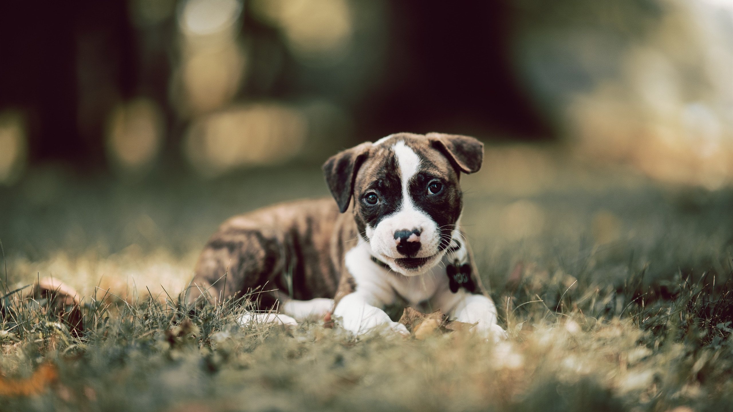 神祇与风笛，当基米希在安第斯山巅吹响决胜号角